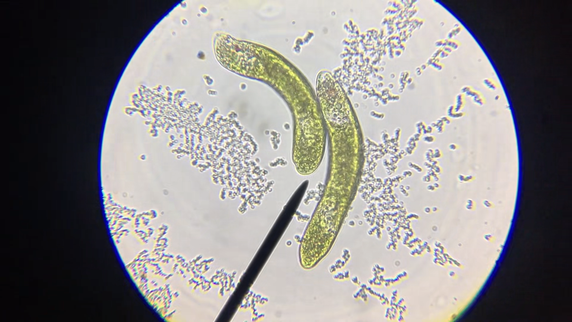Das Bild zeigt in einem kreisrunden Ausschnitt kleinste Lebewesen unter einem Mikroskop.